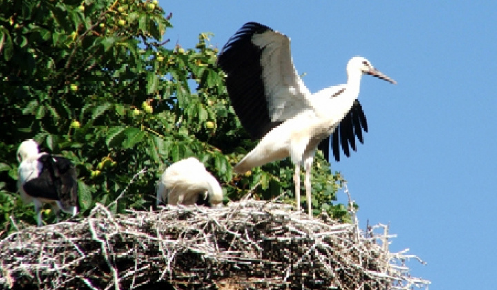 7. fotografia fotogalérie Obec a jej okolie